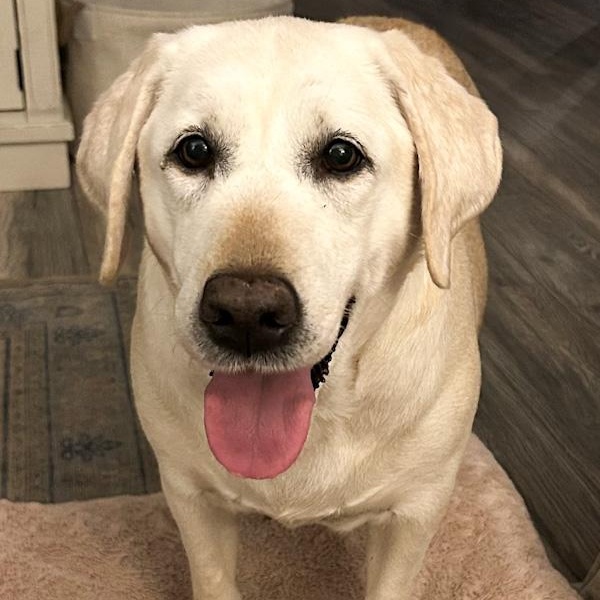 Macer, ADOPTABLE, Senior Female Yellow Labrador Retriever.
