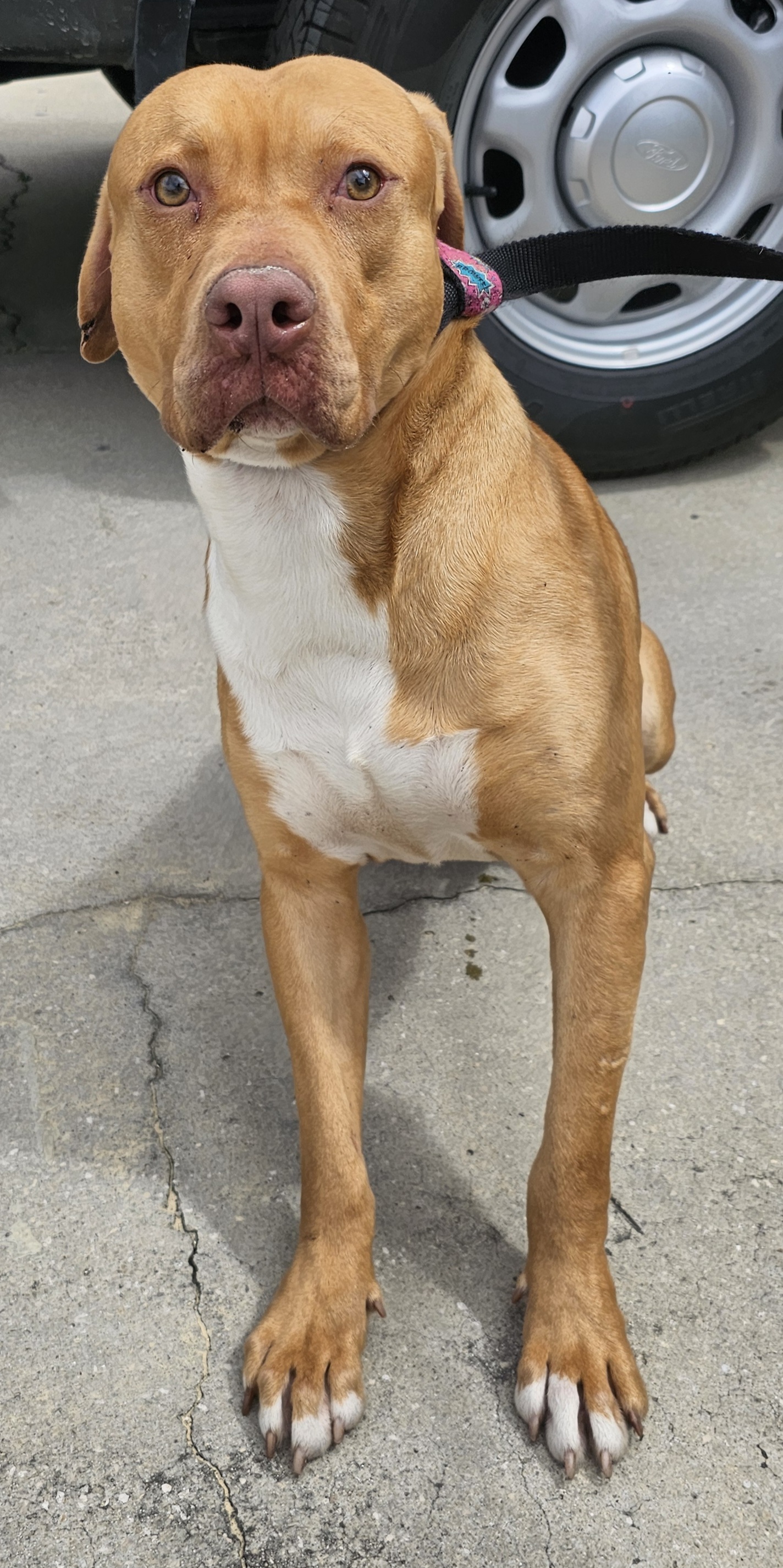 Dog for adoption Baxter, a Terrier Mix in Bronson, FL Petfinder