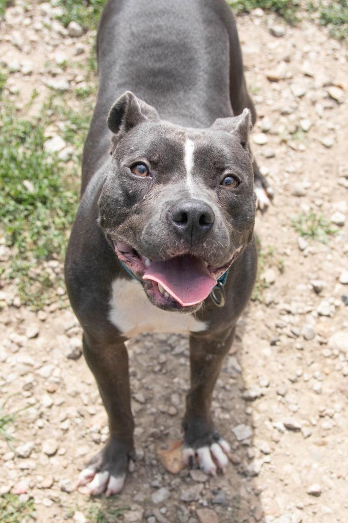 Laila, Adoptable, Adult Female Pit Bull Terrier.
