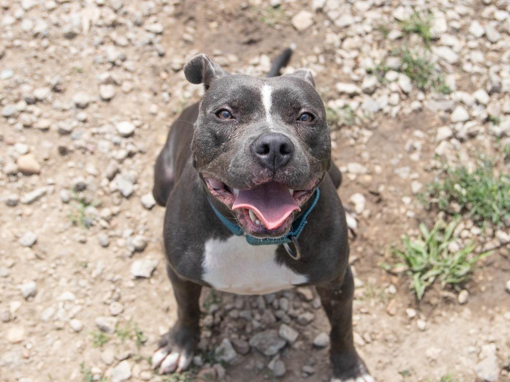 Enlarge Laila, a Adoptable Pit Bull Terrier in Lansing, KS image 2/6