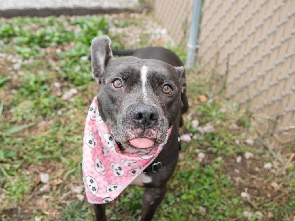 Enlarge Laila, a Adoptable Pit Bull Terrier in Lansing, KS image 3/6