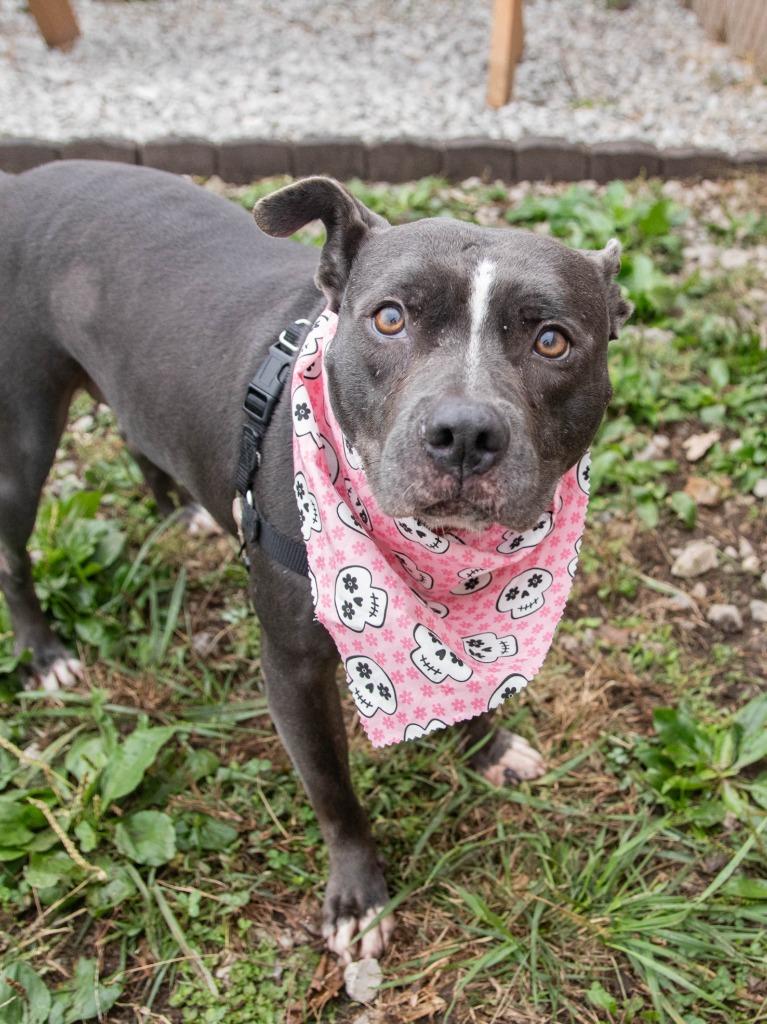 Enlarge Laila, a Adoptable Pit Bull Terrier in Lansing, KS image 4/6