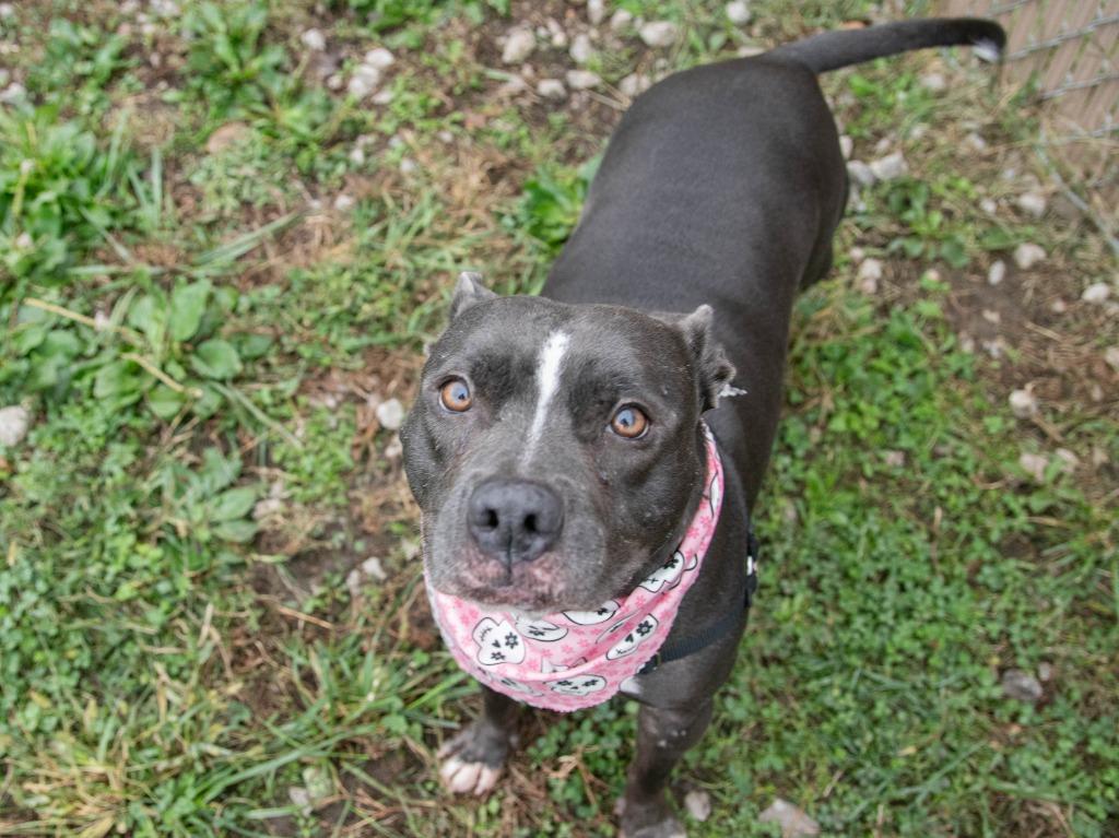 Enlarge Laila, a Adoptable Pit Bull Terrier in Lansing, KS image 5/6