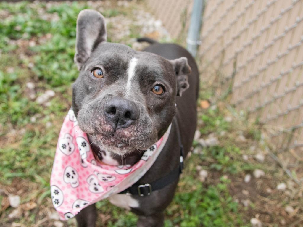Enlarge Laila, a Adoptable Pit Bull Terrier in Lansing, KS image 6/6