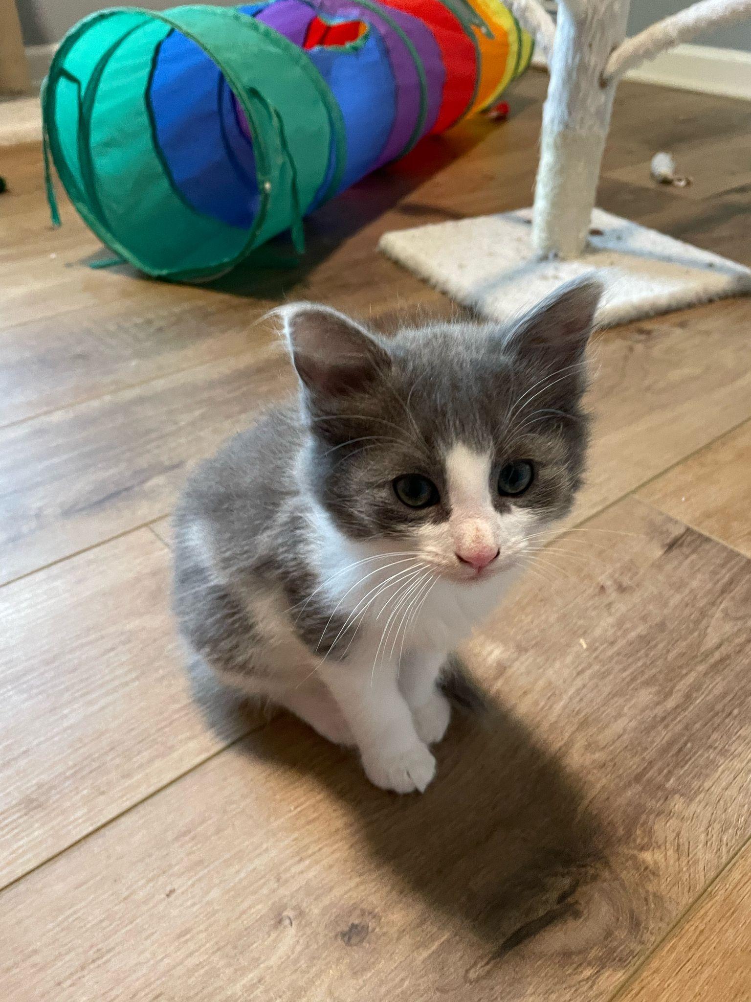 Enlarge Rain, a Adopted Domestic Long Hair in Alpharetta, GA image 3/4