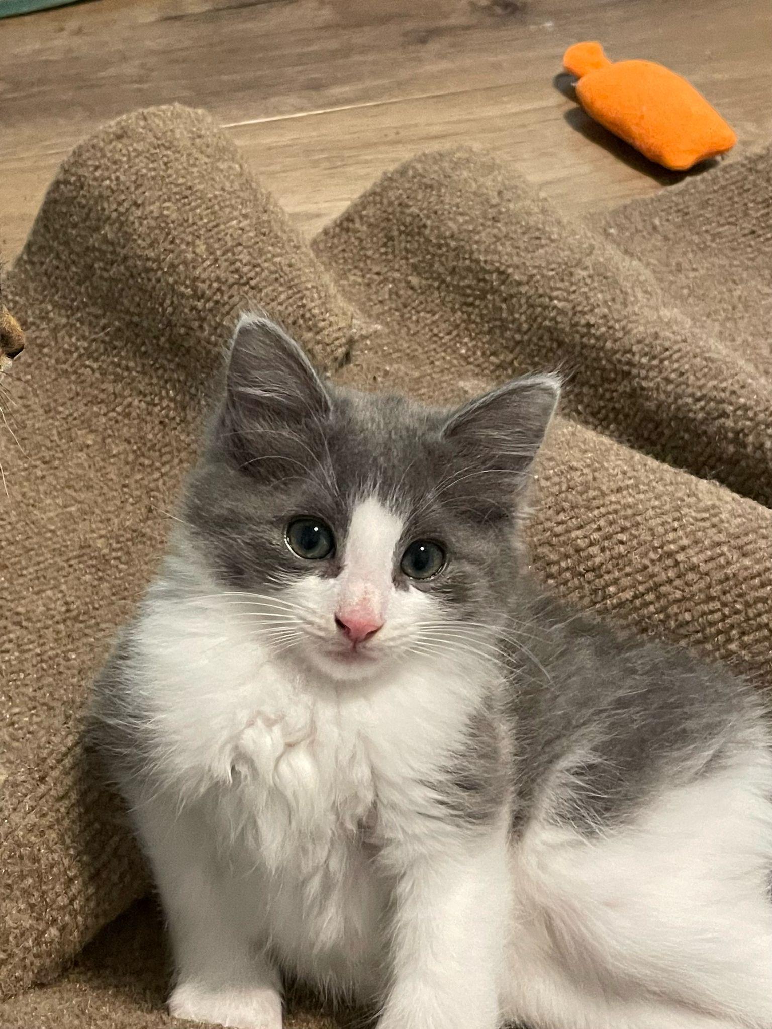 Enlarge Rain, a Adopted Domestic Long Hair in Alpharetta, GA image 4/4