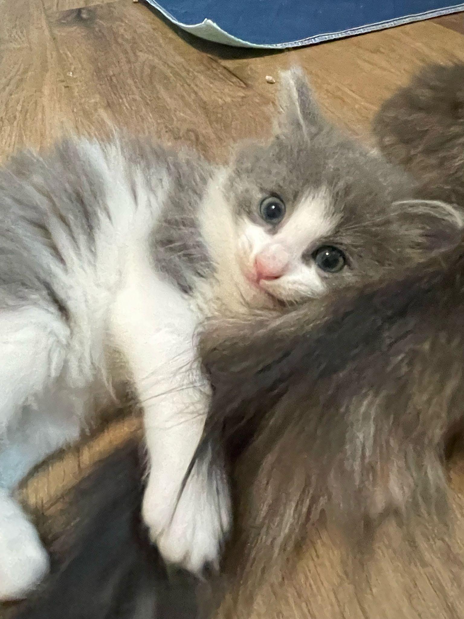 Rain, Adopted, Kitten Male Domestic Long Hair.