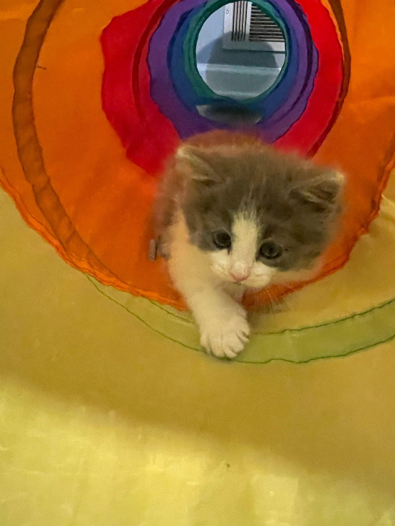 Enlarge Rain, a Adopted Domestic Long Hair in Alpharetta, GA image 2/4