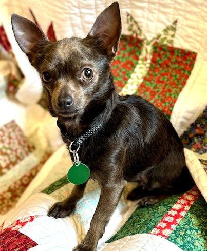 Rowdy, Adoptable, Senior Male Chihuahua.