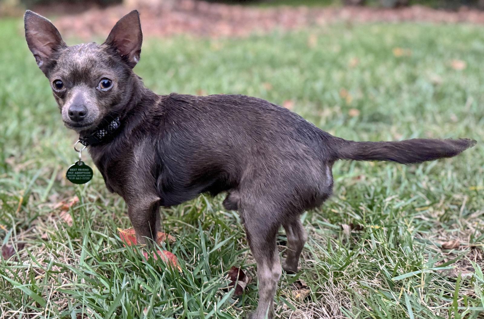 Enlarge Rowdy, a Adoptable Chihuahua in Cary, NC image 2/3