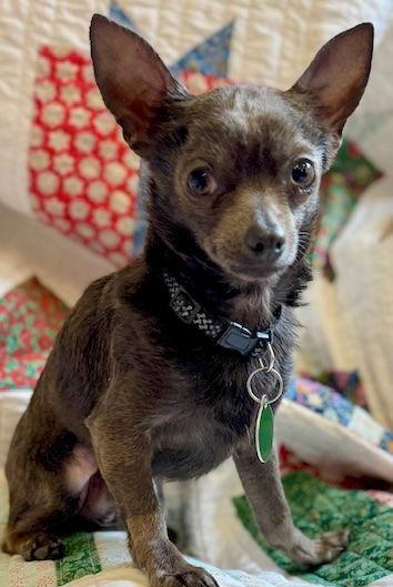 Enlarge Rowdy, a Adoptable Chihuahua in Cary, NC image 3/3