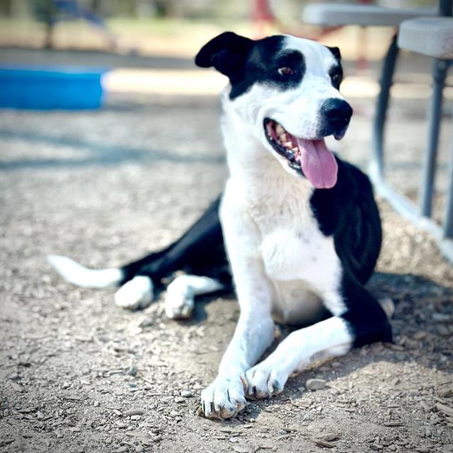 LOVER, Adoptable, Young Male Border Collie & Labrador Retriever.