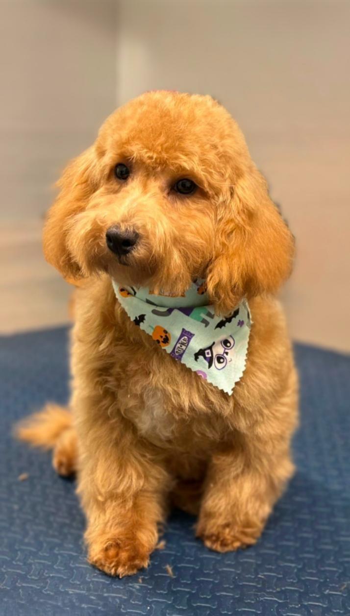 Freddie, Adoptable, Puppy Female Goldendoodle.