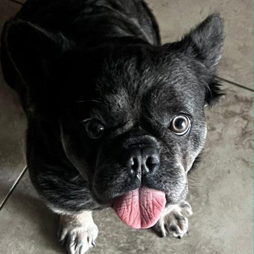 Curly, Adoptable, Young Female French Bulldog.