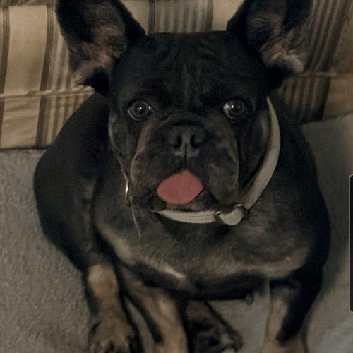 Enlarge Curly, a Adoptable French Bulldog in Fort Lauderdale, FL image 2/5