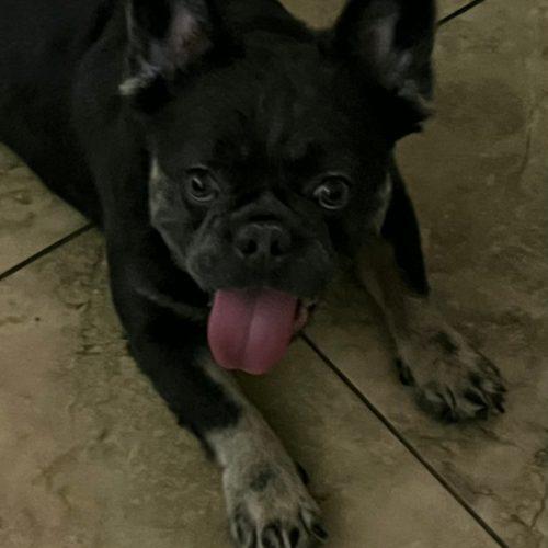 Enlarge Curly, a Adoptable French Bulldog in Fort Lauderdale, FL image 4/5