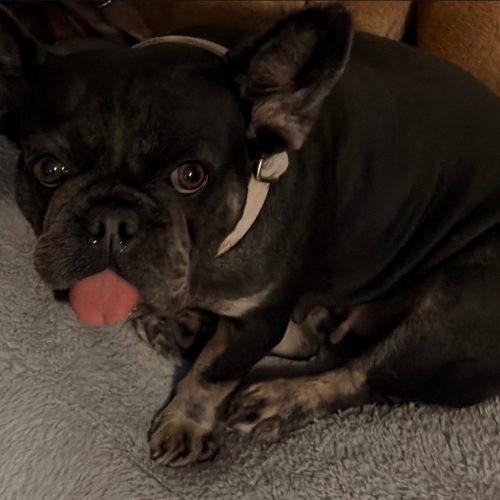 Enlarge Curly, a Adoptable French Bulldog in Fort Lauderdale, FL image 5/5