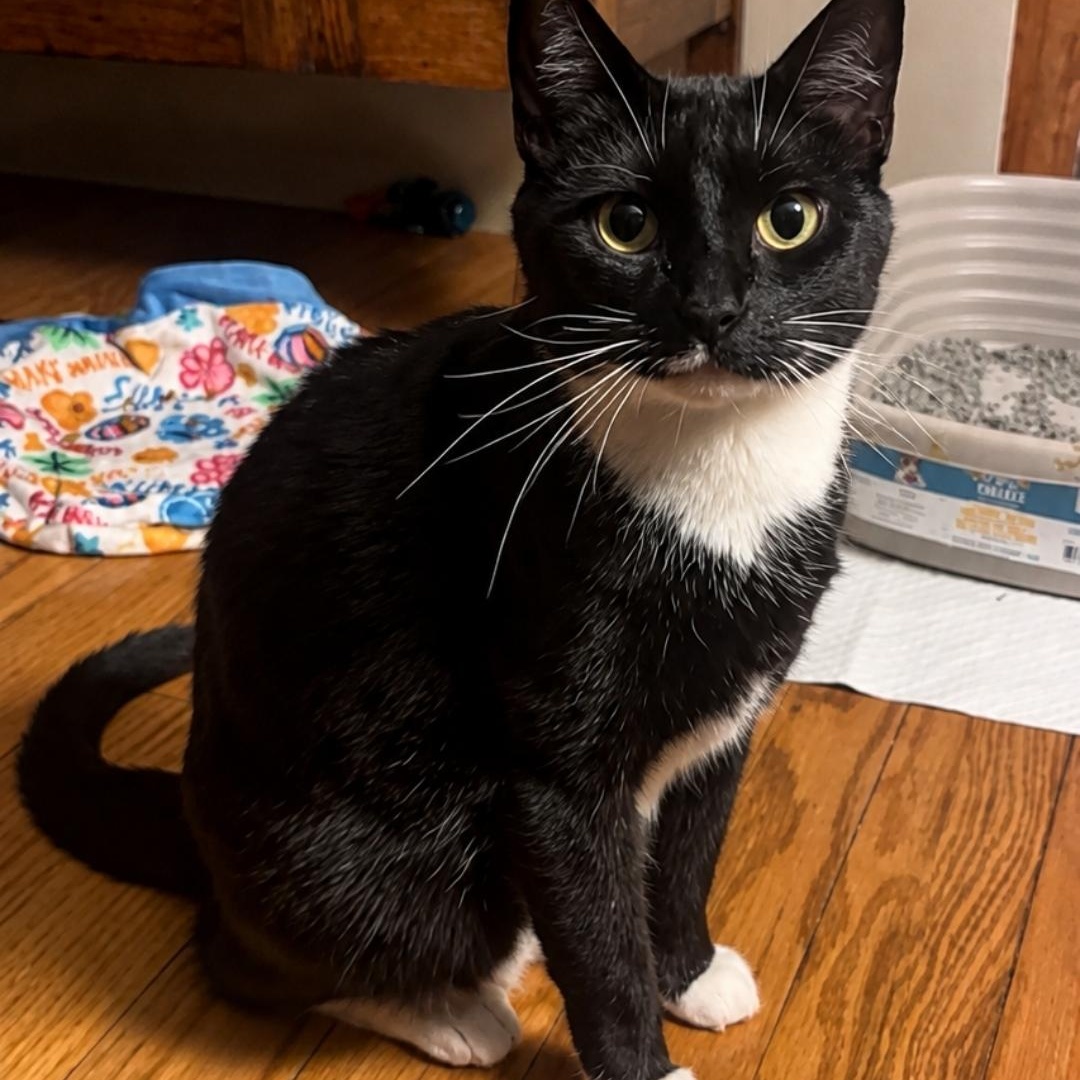 Enlarge Maddy, a Adopted mixed breed in Moriches, NY image 5/5
