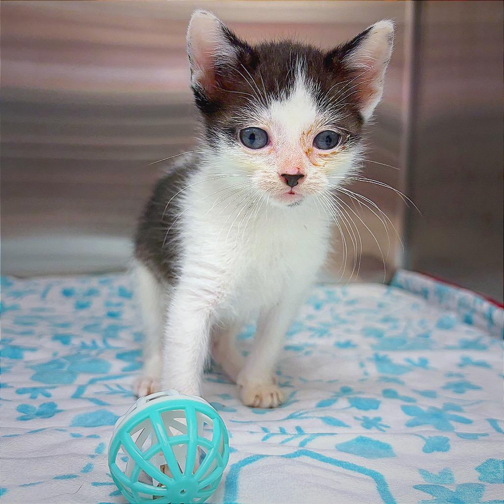 KAT, a Adoptable Domestic Short Hair in Hannibal, MO image 2/6
