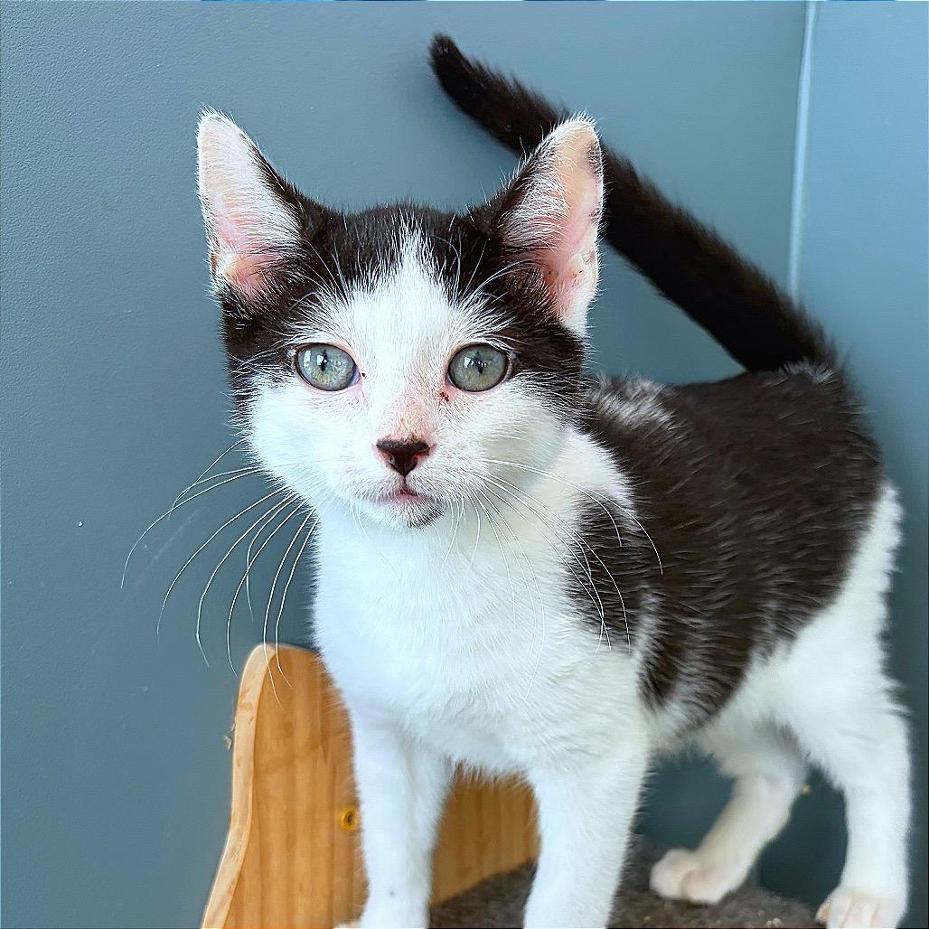 KAT, a Adoptable Domestic Short Hair in Hannibal, MO image 4/6