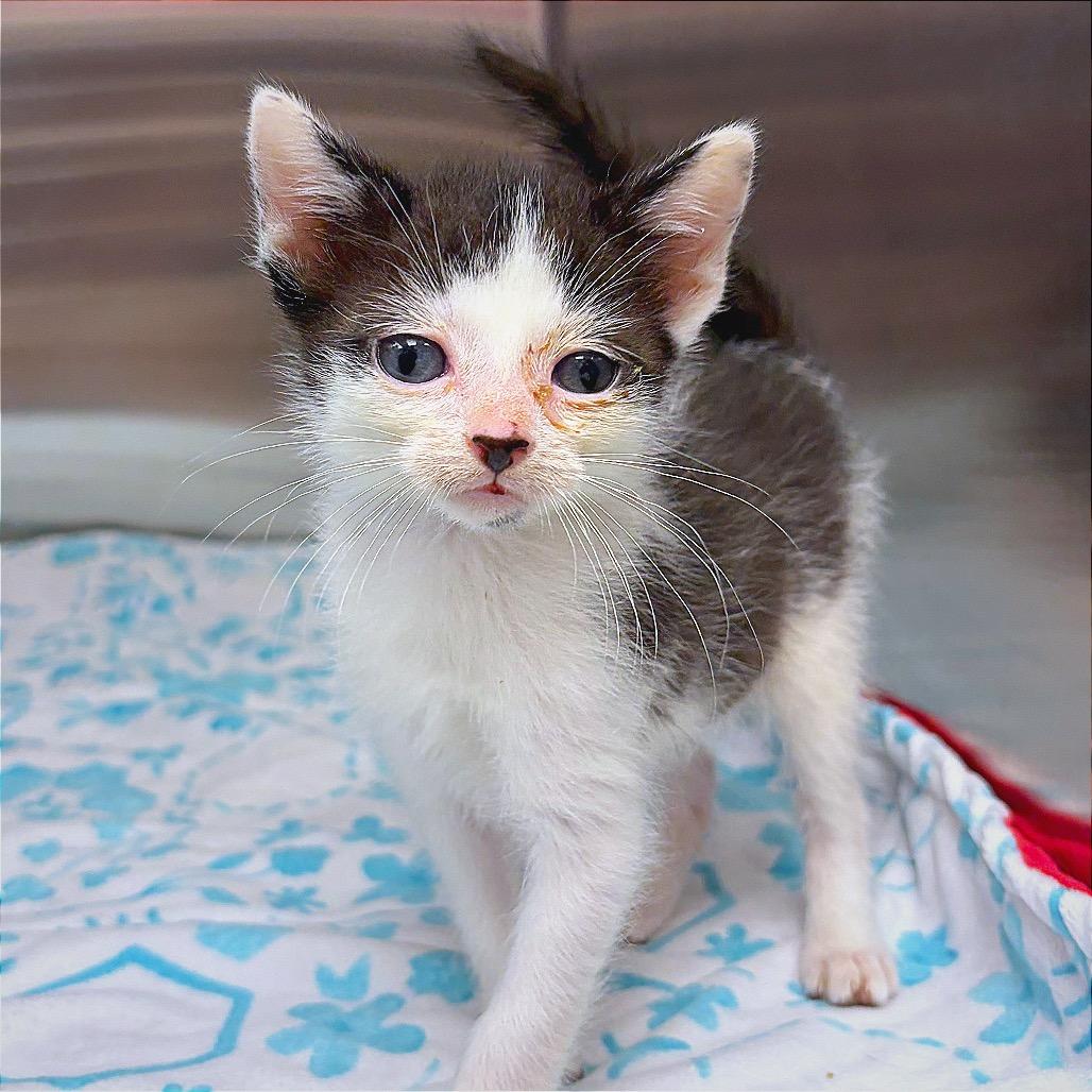 KAT, a Adoptable Domestic Short Hair in Hannibal, MO image 5/6