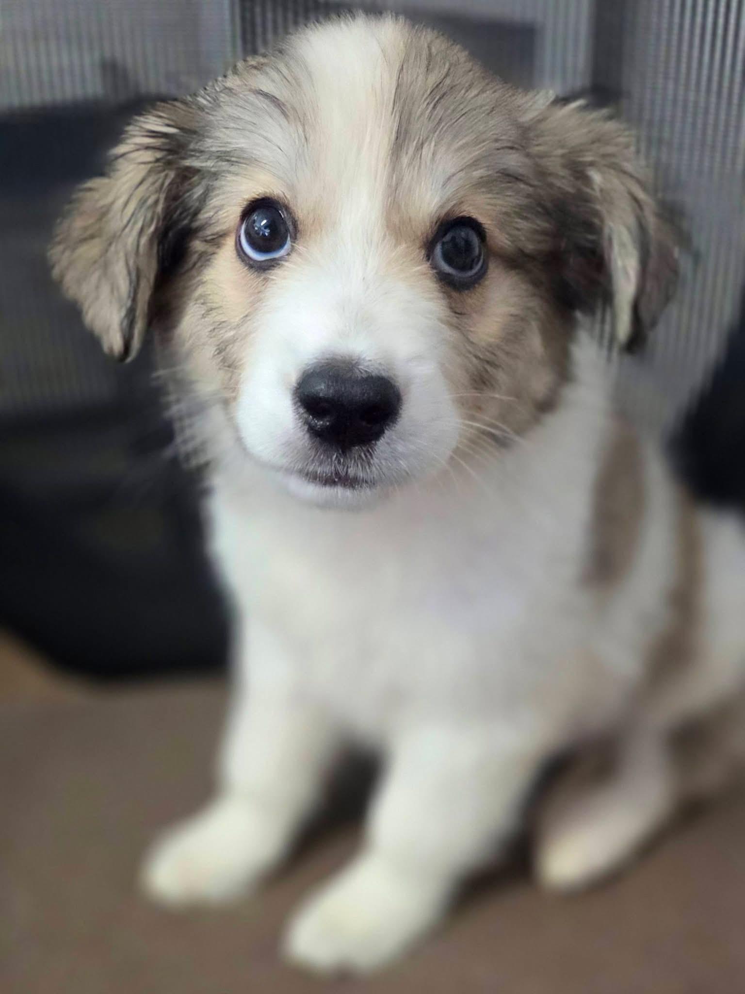 Marci, adopted, Puppy Female Mixed Breed.