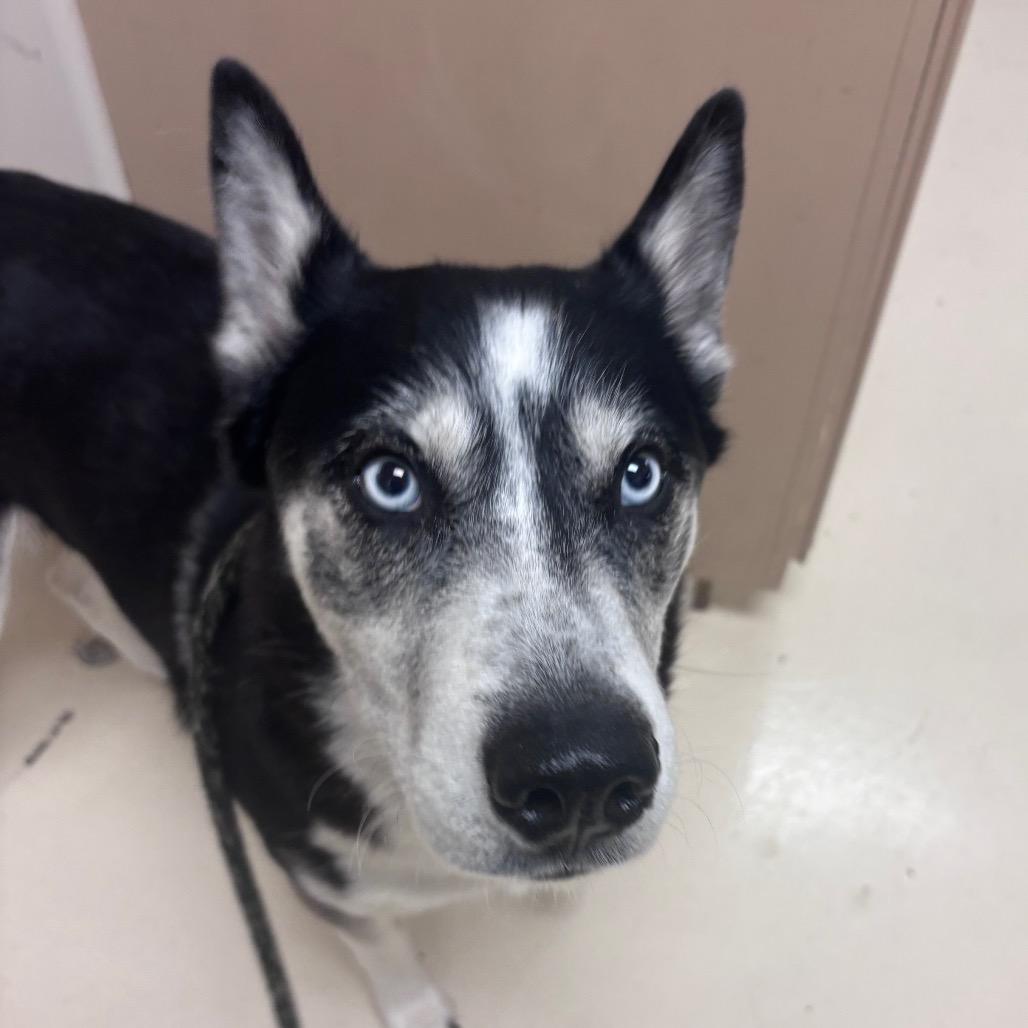 Enlarge Malaska, a Adoptable Husky in Santa Barbara, CA image 1/6