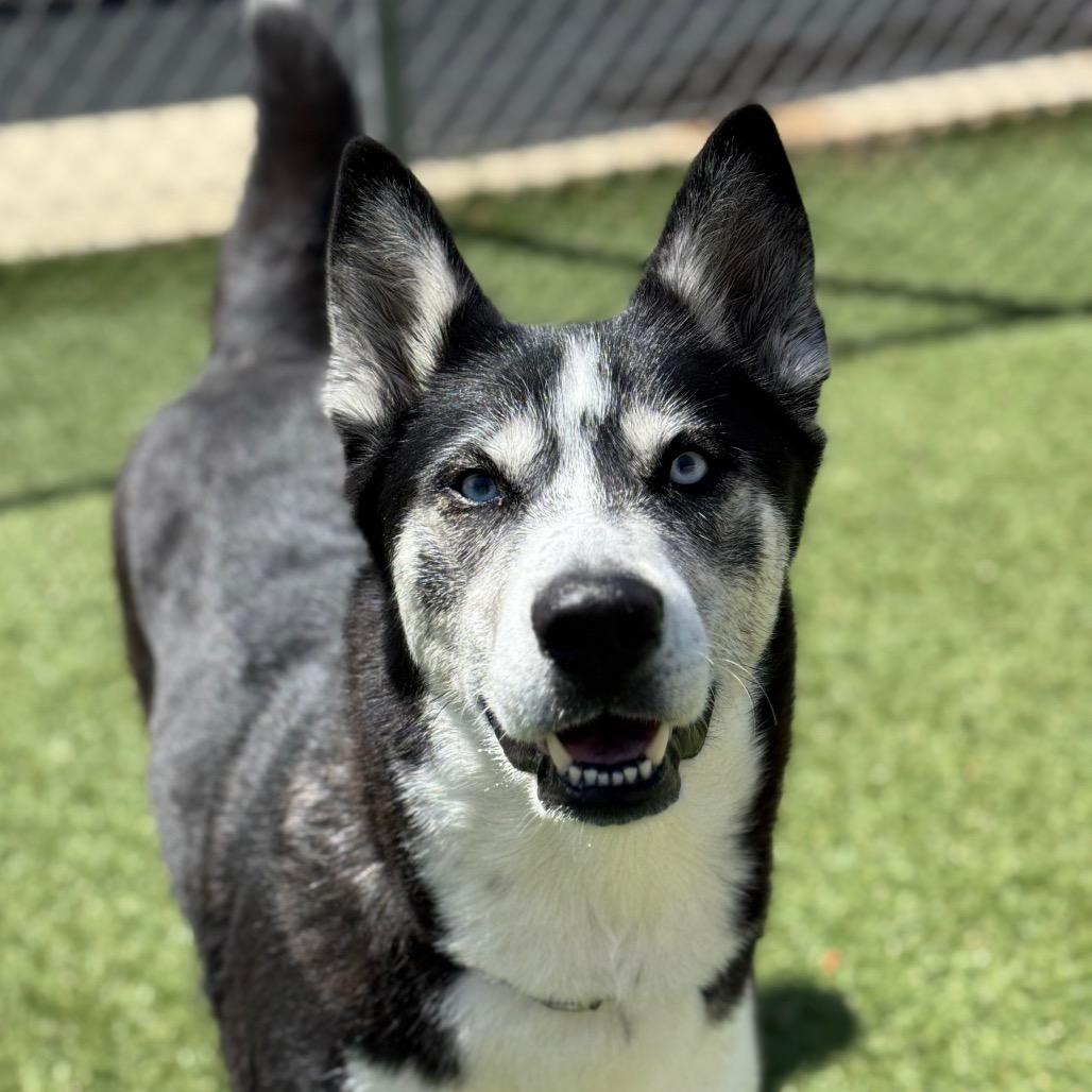 Malaska, Adoptable, Adult Female Husky.