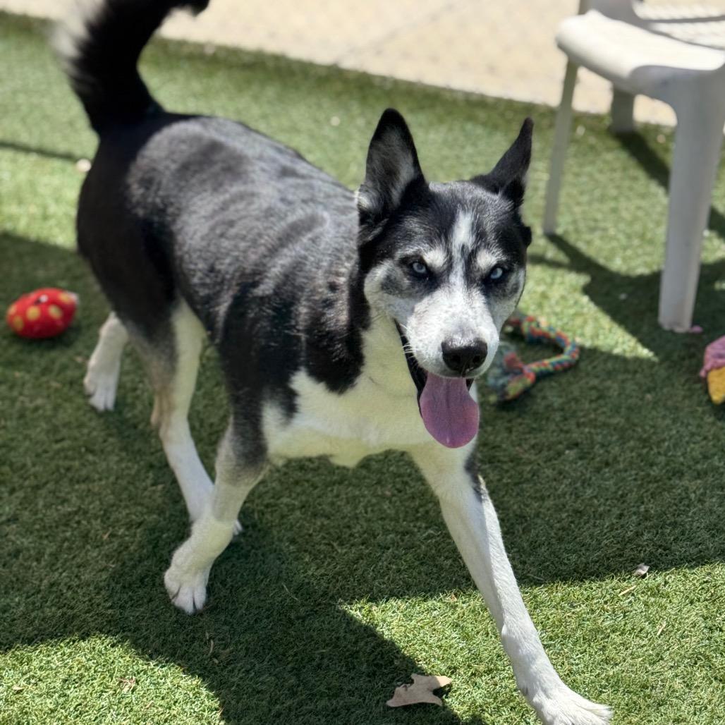 Enlarge Malaska, a Adoptable Husky in Santa Barbara, CA image 3/6