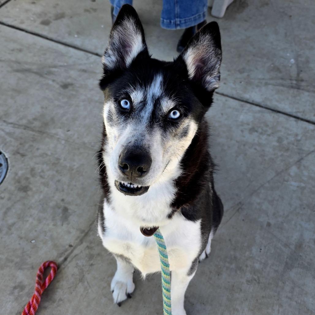 Enlarge Malaska, a Adoptable Husky in Santa Barbara, CA image 4/6
