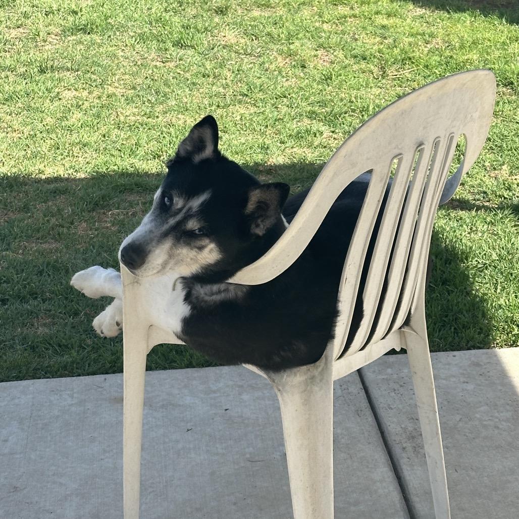 Enlarge Malaska, a Adoptable Husky in Santa Barbara, CA image 4/6