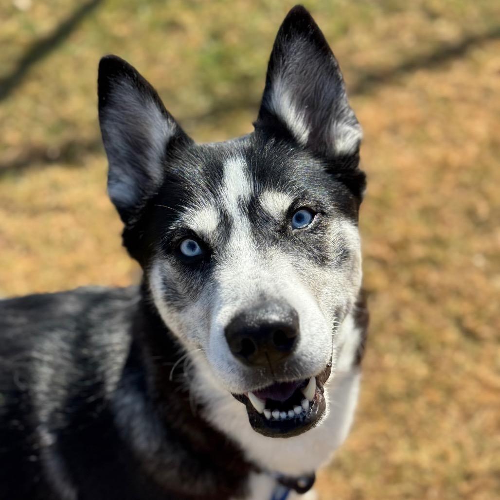 Enlarge Malaska, a Adoptable Husky in Santa Barbara, CA image 5/6