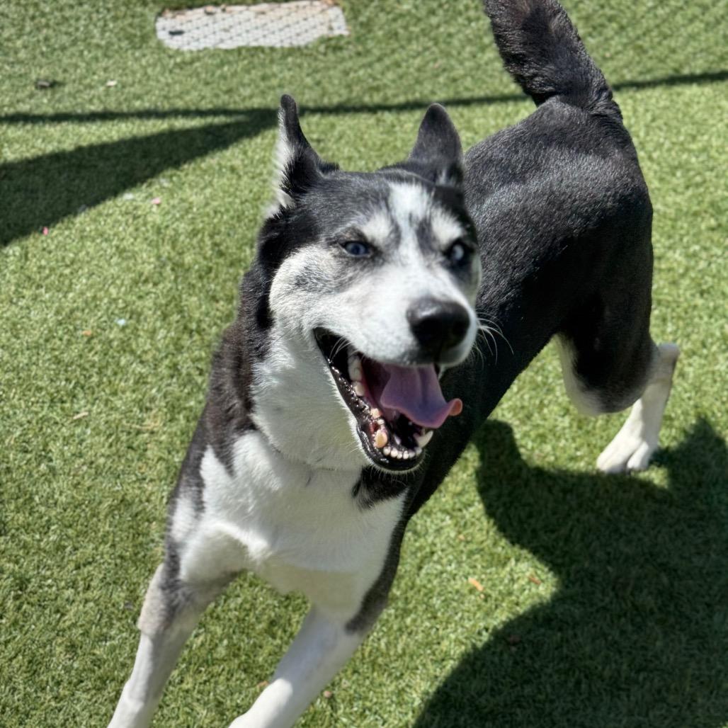 Enlarge Malaska, a Adoptable Husky in Santa Barbara, CA image 6/6