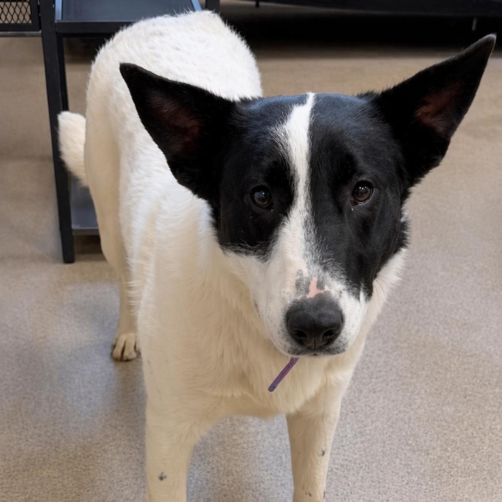 Moon, Adoptable, Young Female Border Collie.
