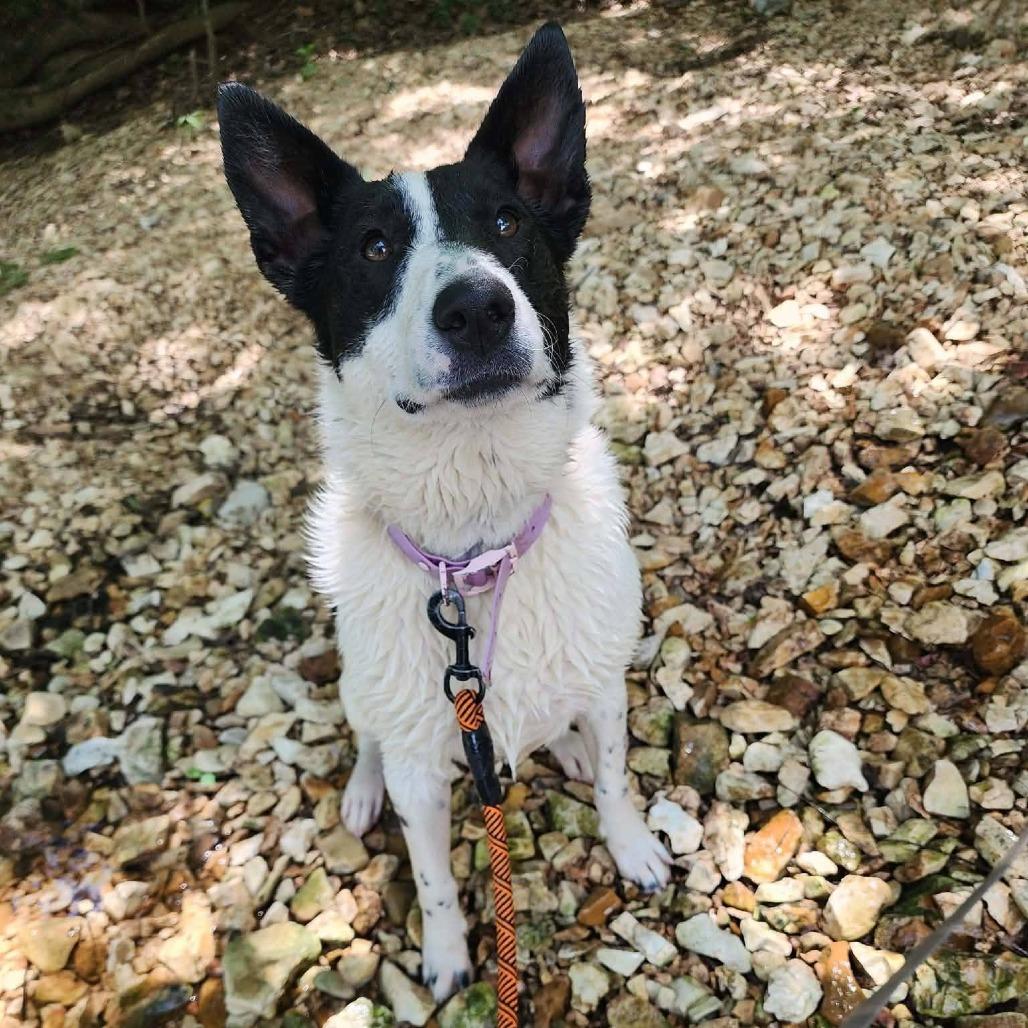 Moon, Adoptable, Young Female Border Collie.