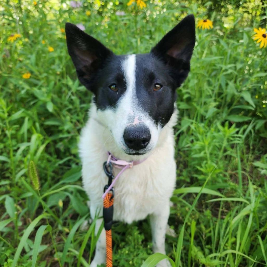 Enlarge Moon, a Adoptable Border Collie in Rogersville, MO image 2/3