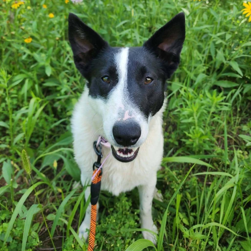 Enlarge Moon, a Adoptable Border Collie in Rogersville, MO image 3/3