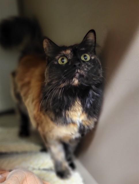 Enlarge CHAI, a Adoptable Domestic Medium Hair in Albuquerque, NM image 1/1