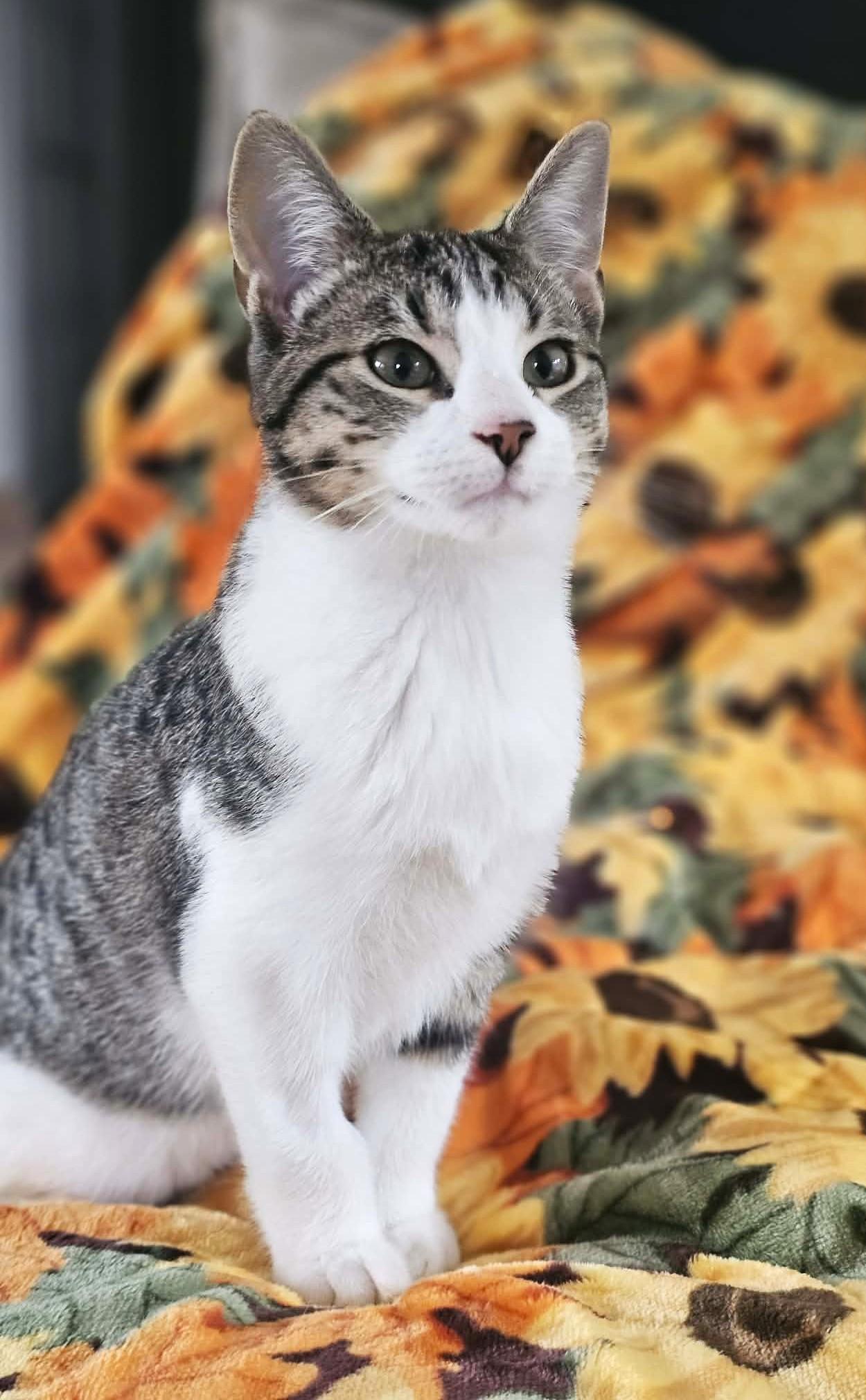 Enlarge Sutton, a ADOPTABLE mixed breed in Chertsey, QC image 1/3