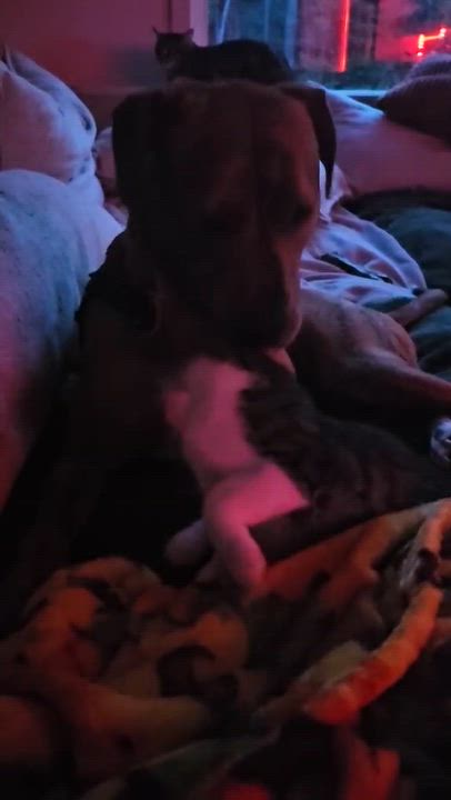 Enlarge Sutton, a ADOPTABLE mixed breed in Chertsey, QC video 2/3