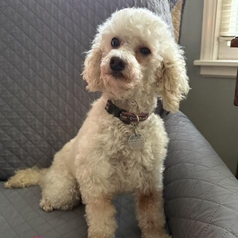 Enlarge Rain, an adoptable Poodle in White Bear Lake, MN image 5/5