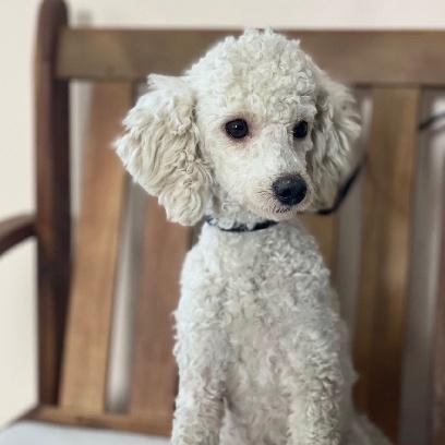 Rain, adoptable, Adult Female Poodle.