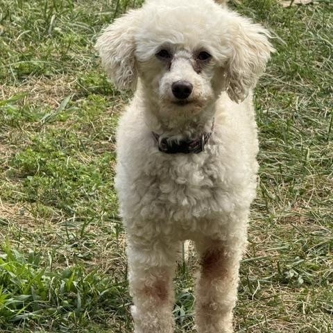 Enlarge Rain, an adoptable Poodle in White Bear Lake, MN image 3/5
