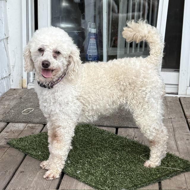 Enlarge Rain, an adoptable Poodle in White Bear Lake, MN image 2/5