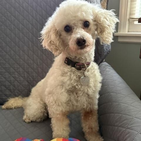 Enlarge Rain, an adoptable Poodle in White Bear Lake, MN image 4/5