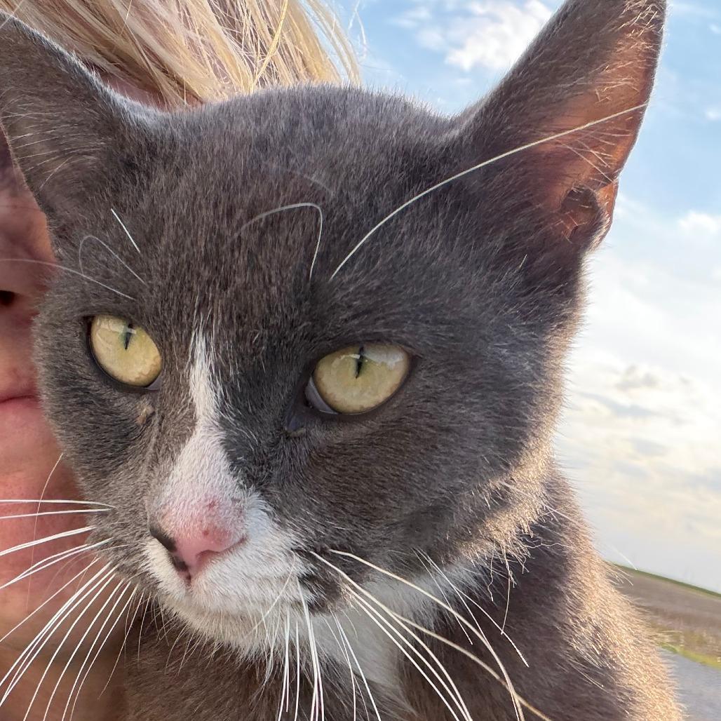 Enlarge Jock, a Adoptable Domestic Short Hair in Shelbyville, IN image 1/1