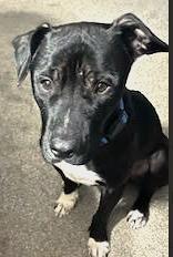 Enlarge Barnie, a Adoptable mixed breed in Huntington, NY image 3/3