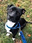 Enlarge Barnie, a Adoptable mixed breed in Huntington, NY image 2/3