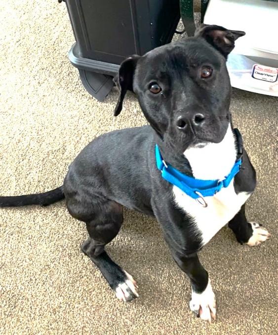 Barnie, Young Male Black Labrador Retriever
