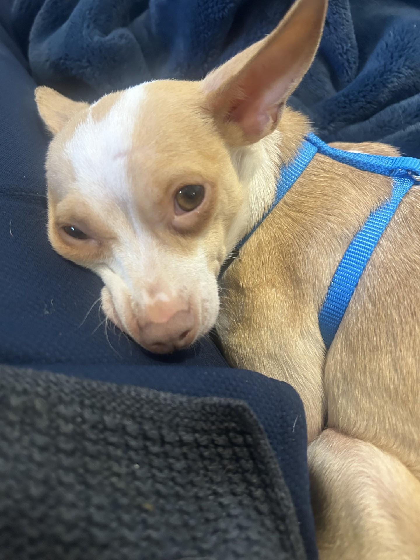 Princess (Beth-fostered in New England)